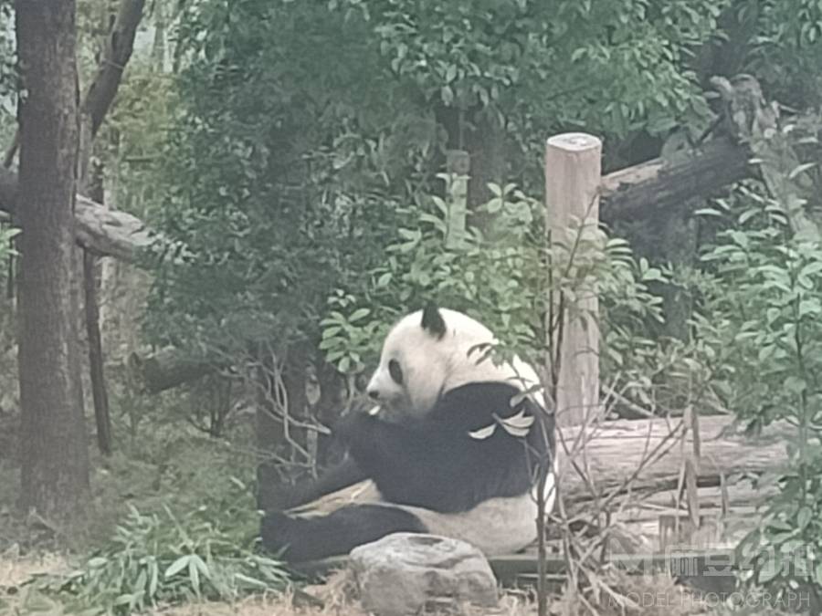 纪实模特