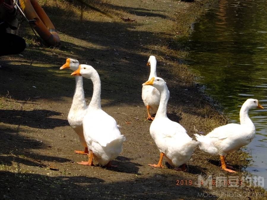 纪实模特