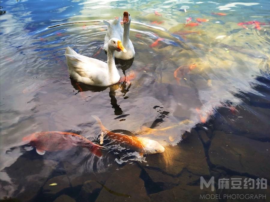情侣模特