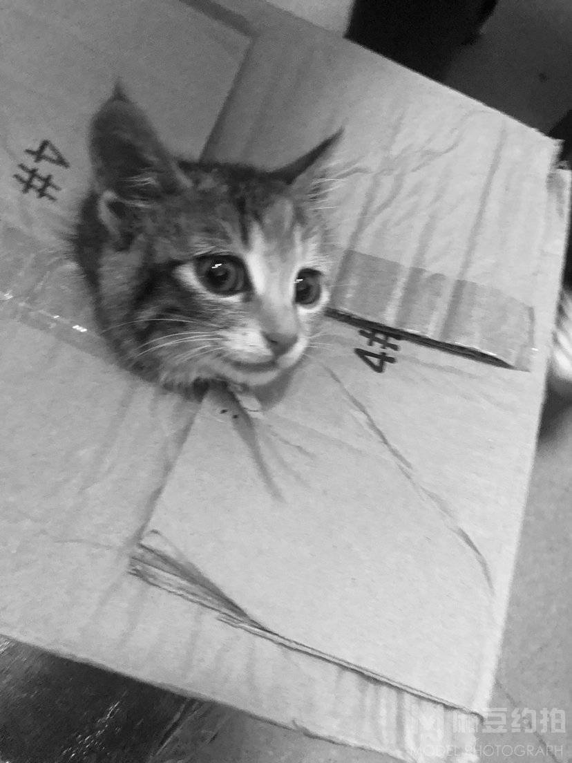 纪实模特