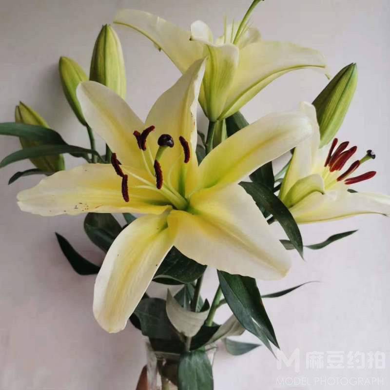 黑白模特