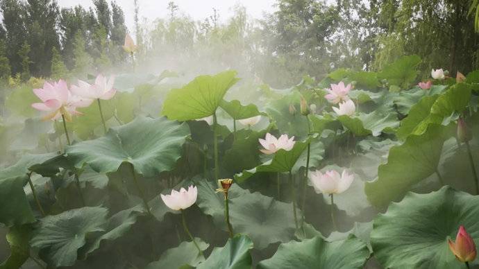 东营市植物园