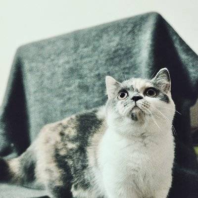 复古模特