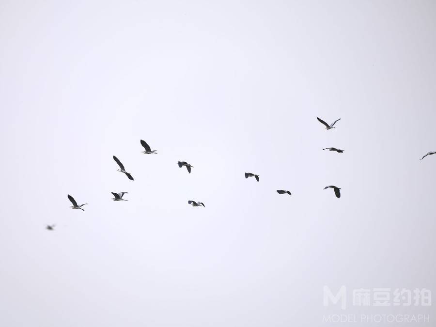 纪实模特