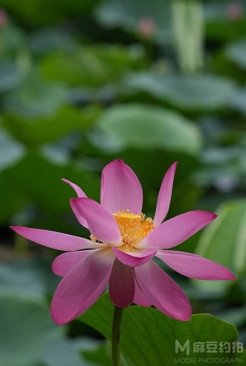 纪实模特