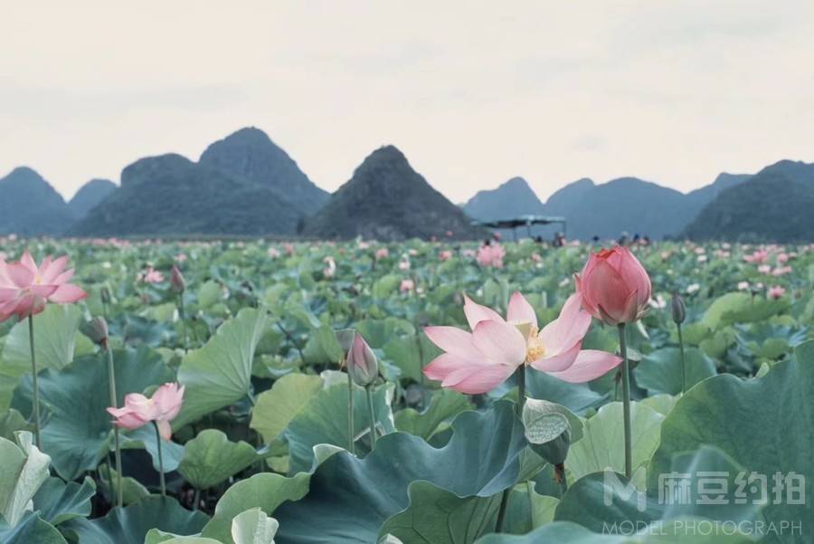胶片模特