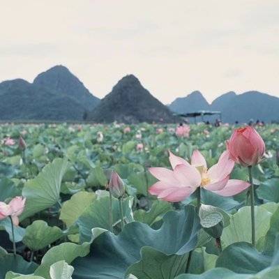 胶片模特