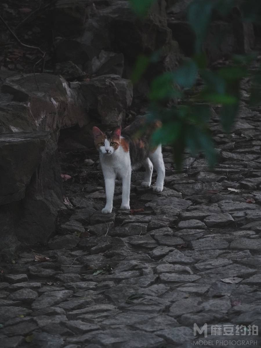 纪实模特