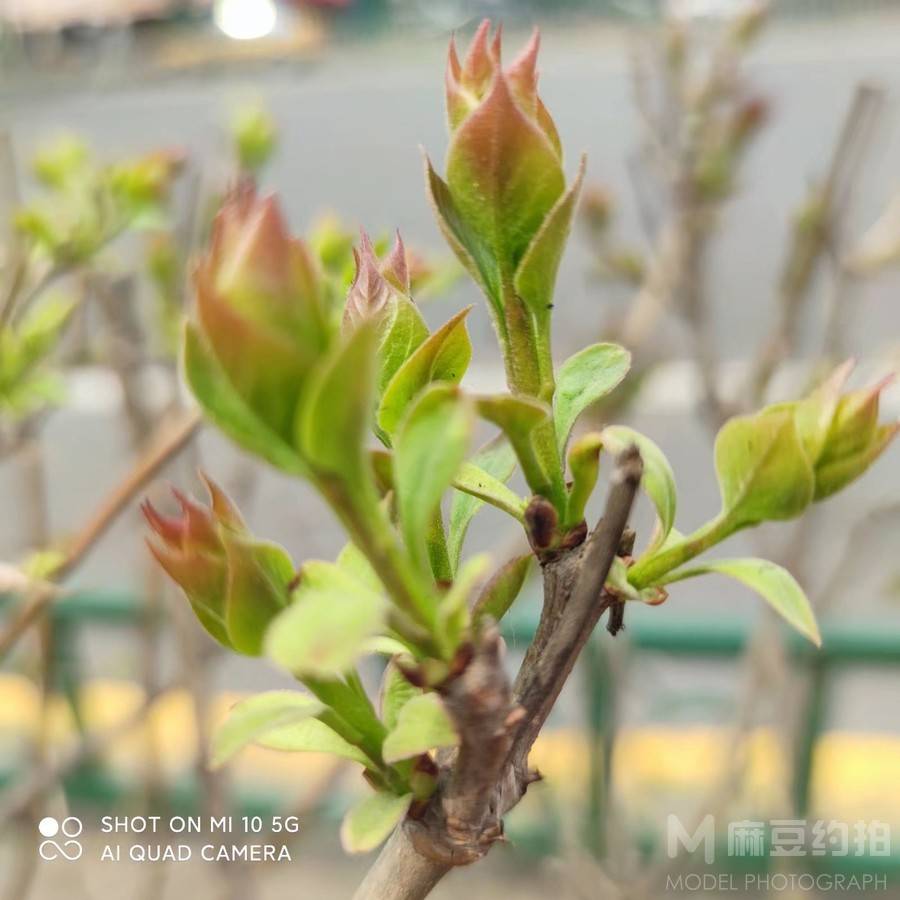 清新模特