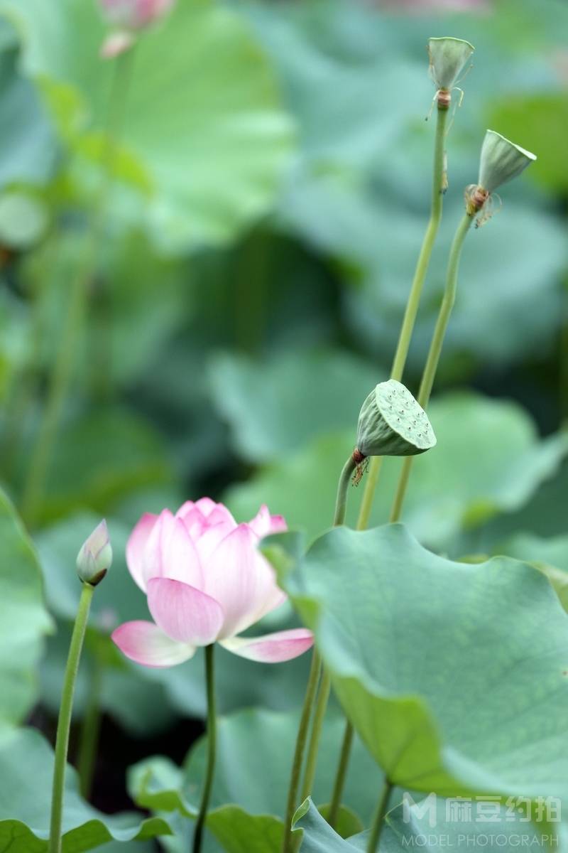 清新模特
