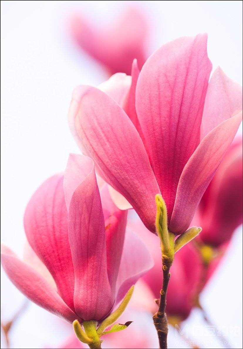 纪实模特