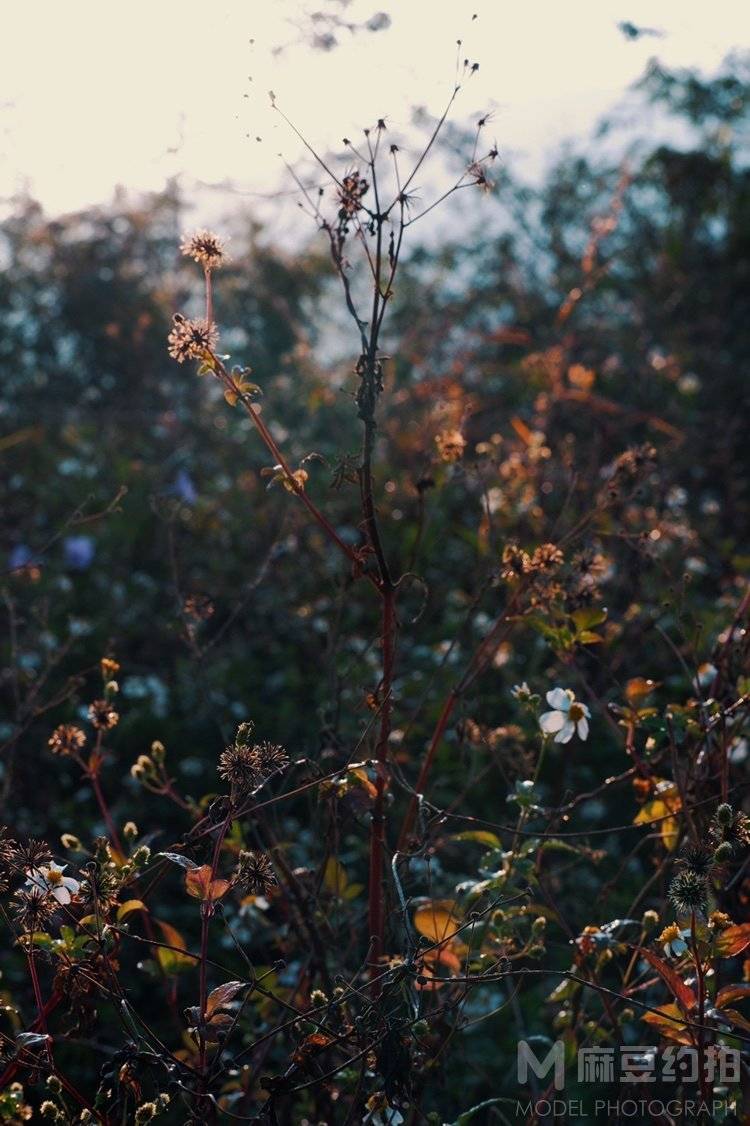 胶片模特