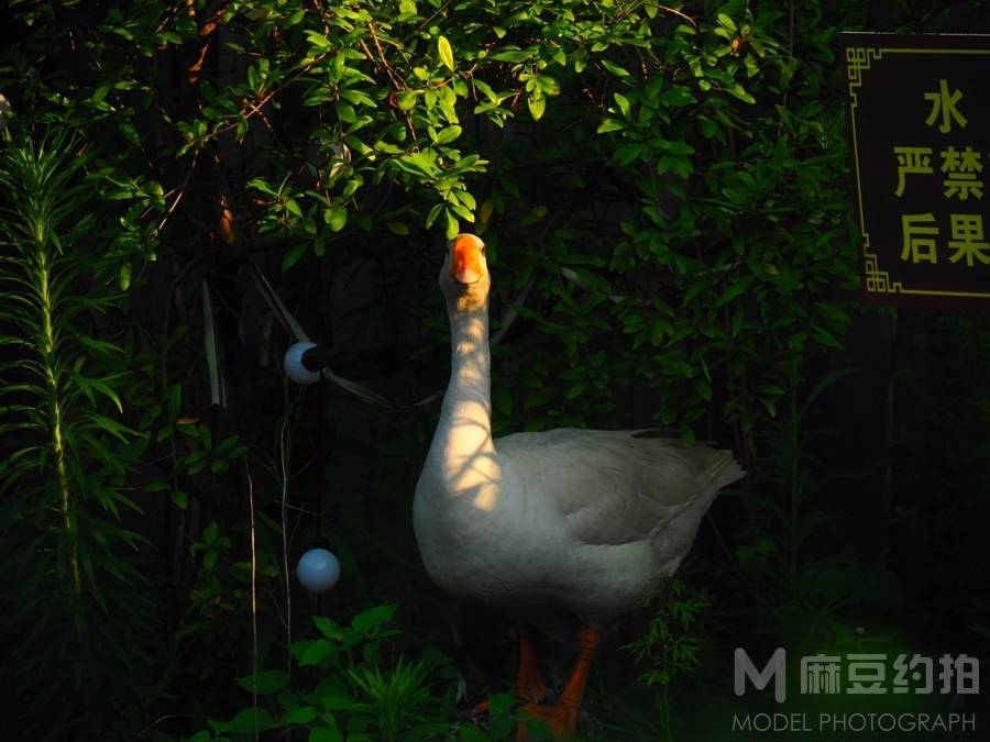 纪实模特
