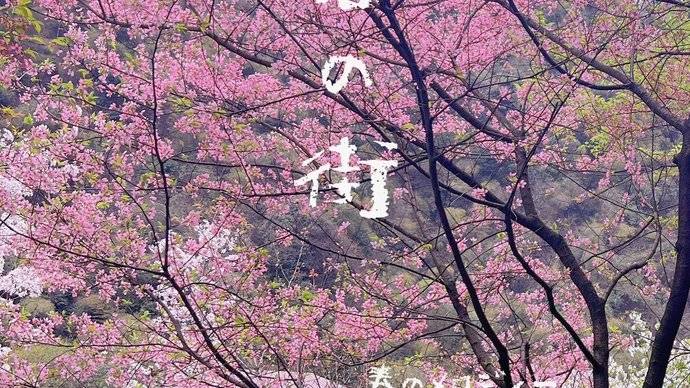 郴州樱花盛开的王仙岭