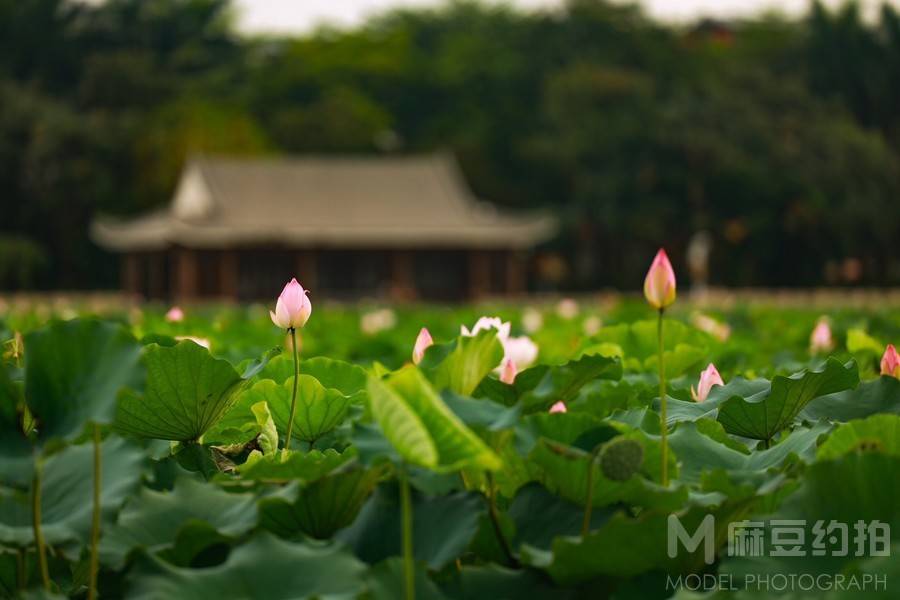 清新模特