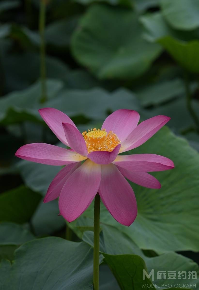 纪实模特
