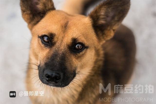 纪实模特
