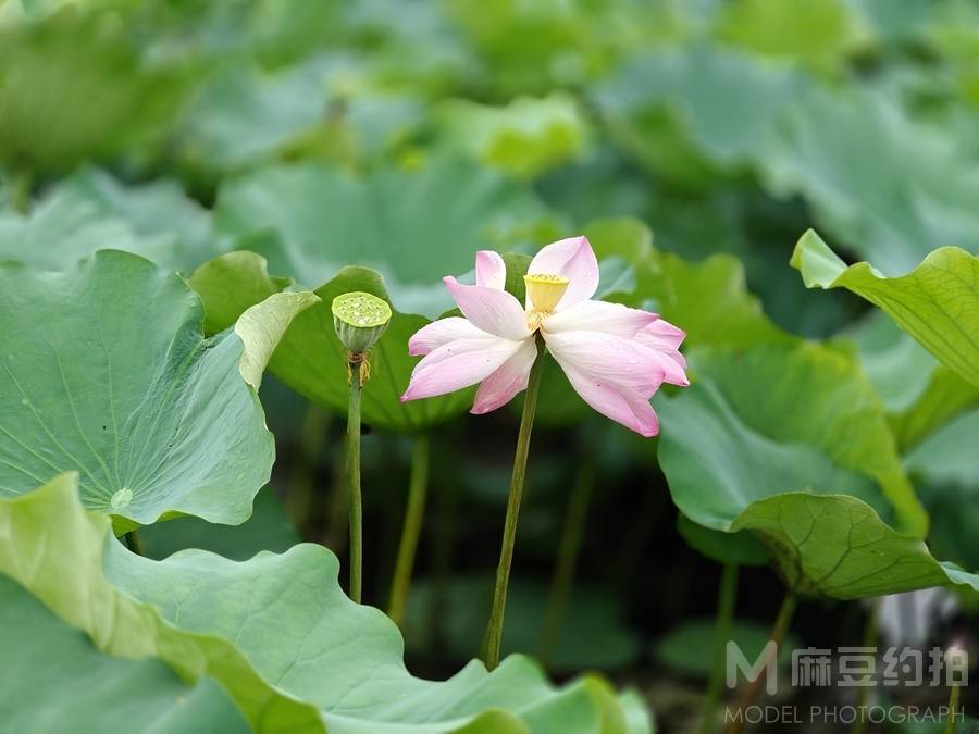 清新模特