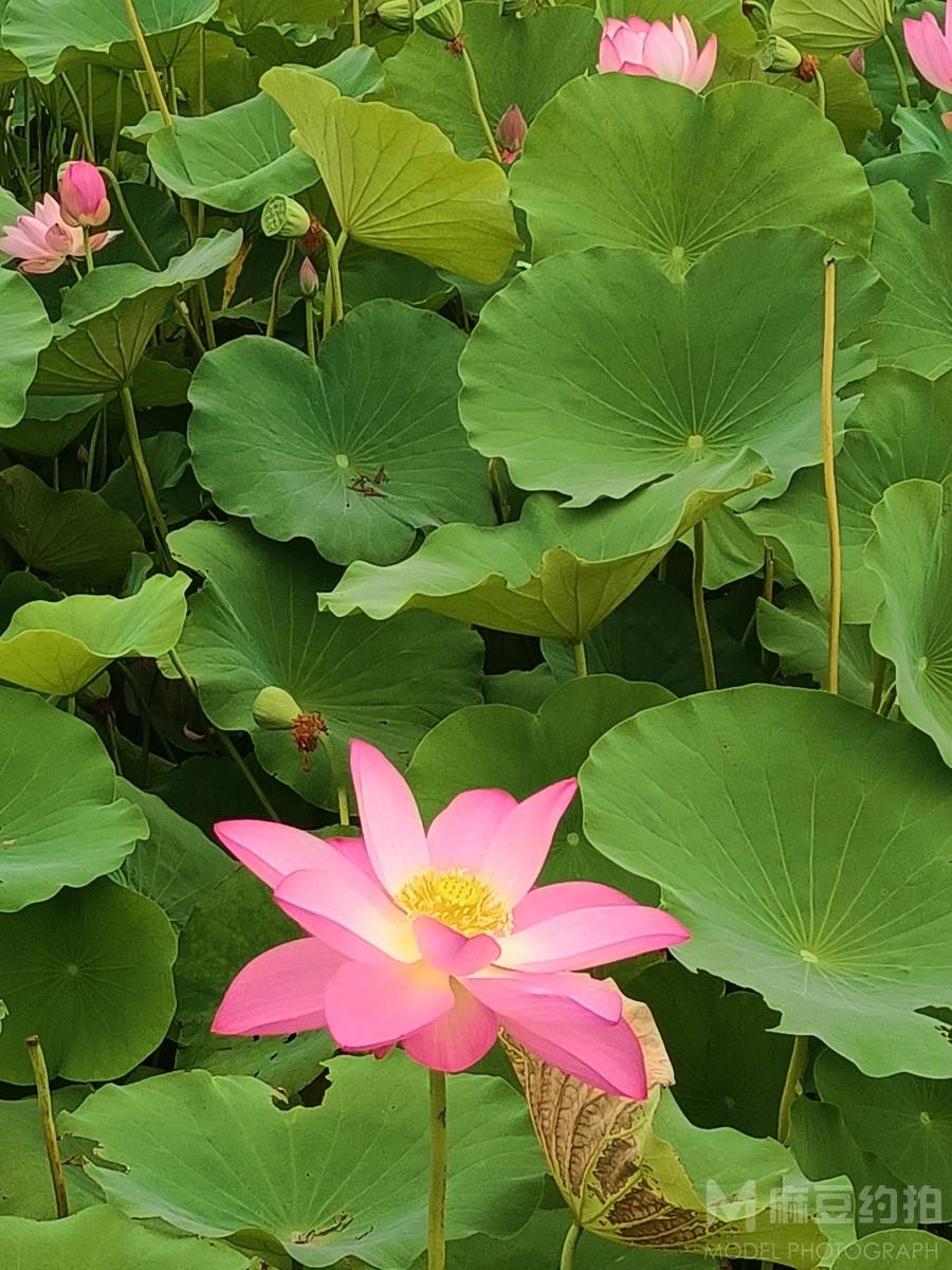 清新模特