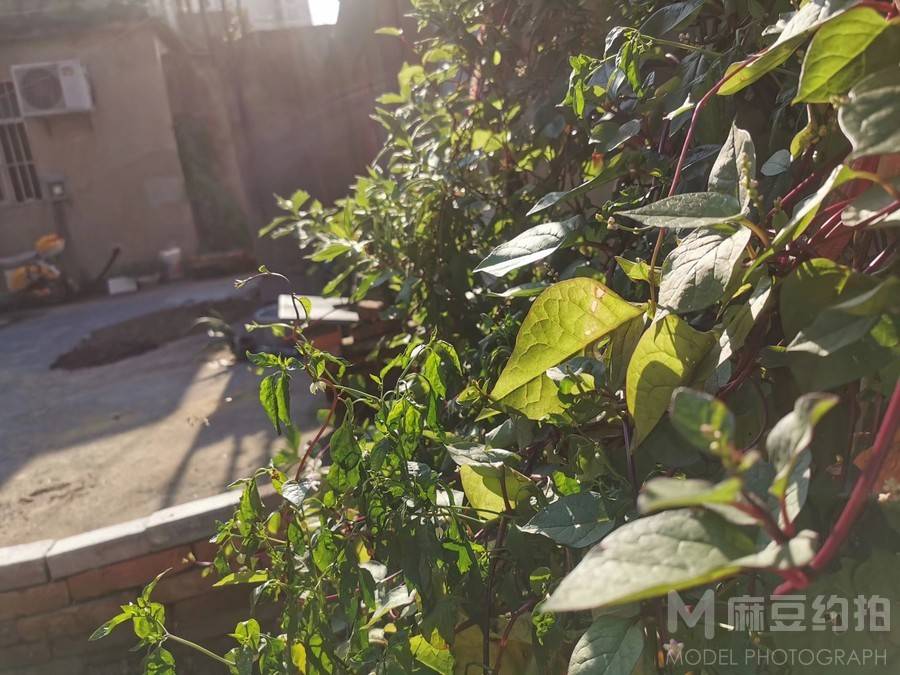 纪实模特