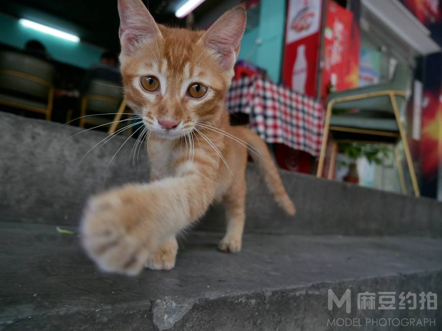 纪实模特