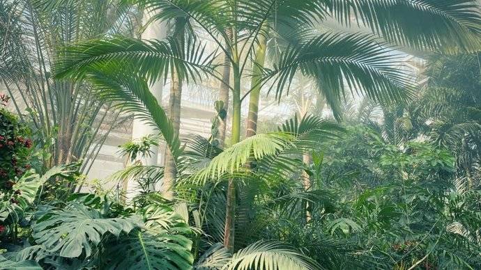 郑州植物园（温室热带雨林）
