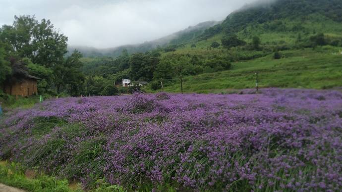 岩前马鞭草