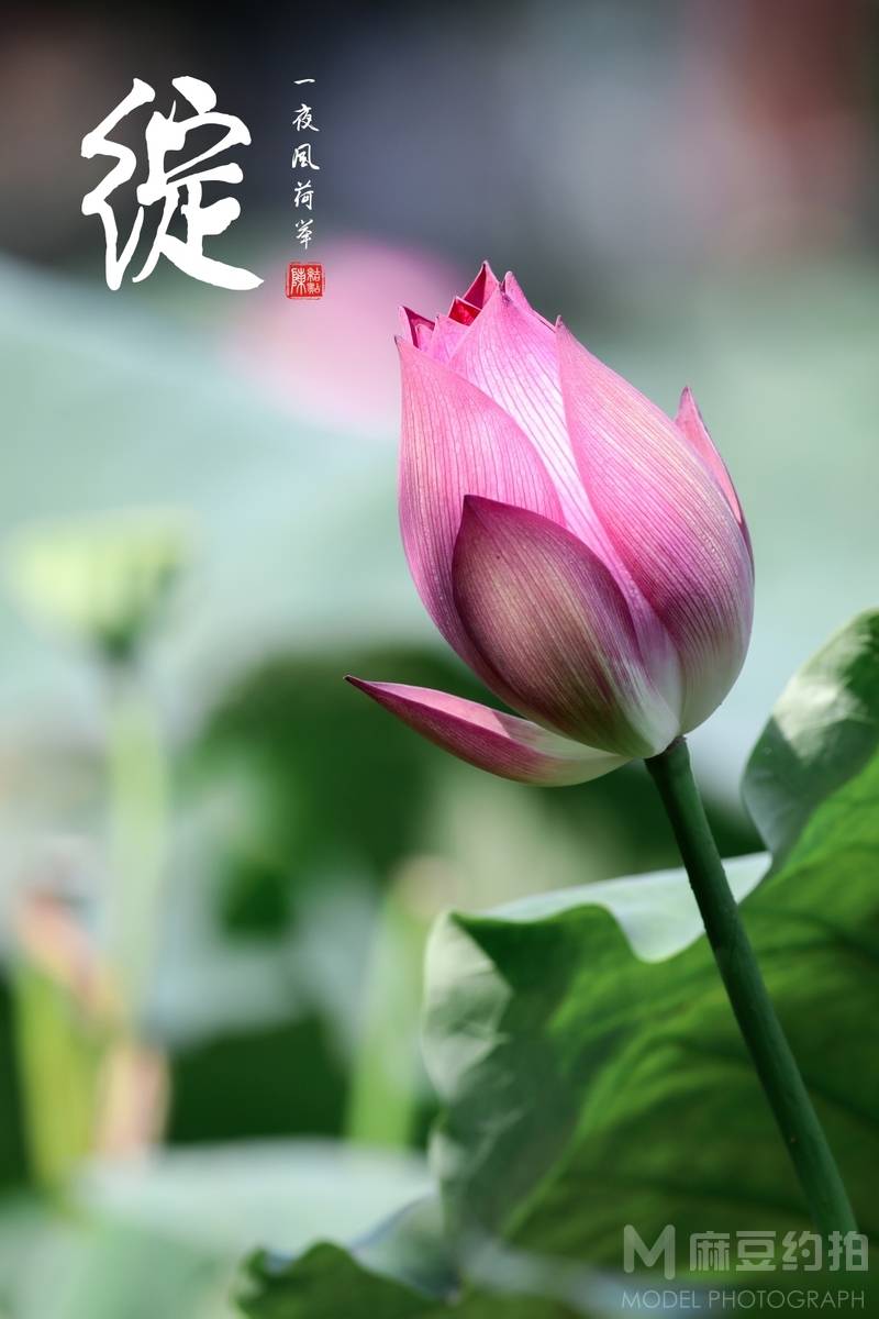纪实模特
