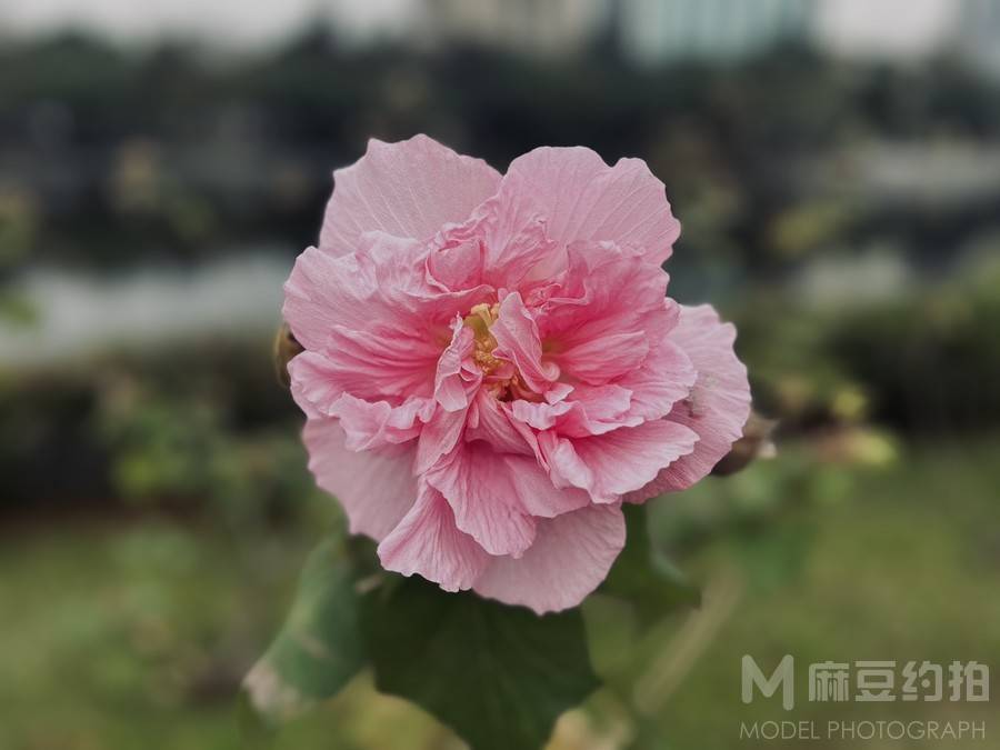 纪实模特