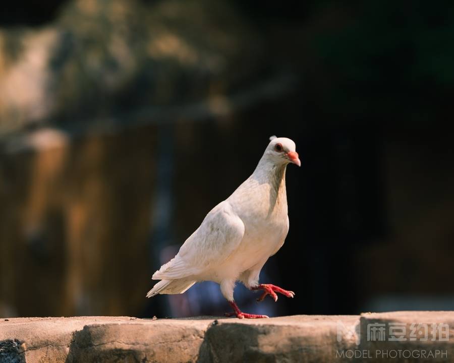 纪实模特