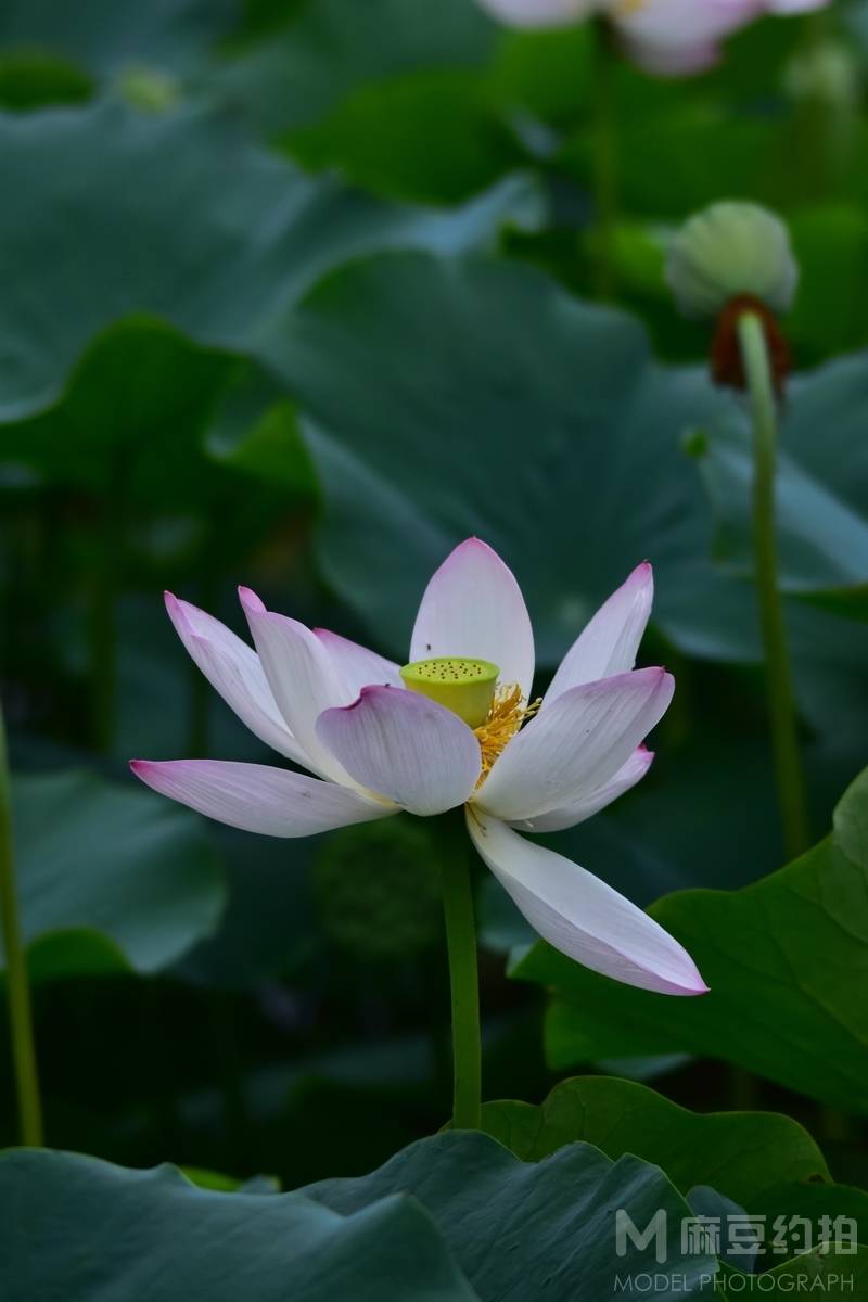 纪实模特