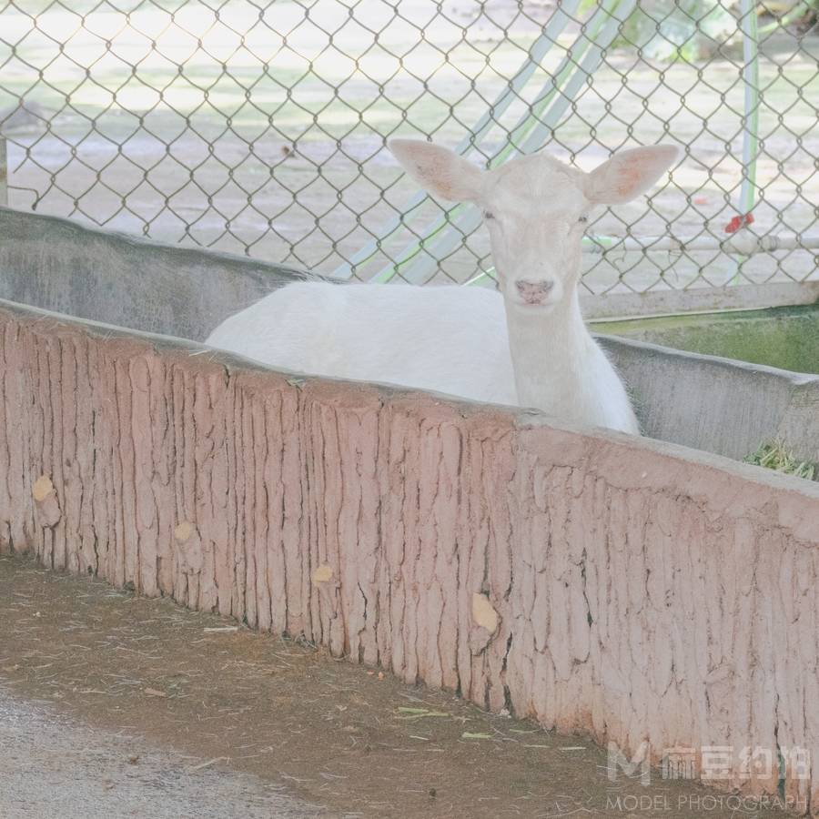 纪实模特