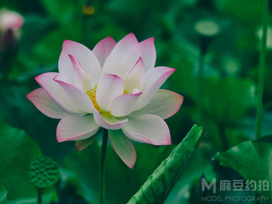 纪实模特