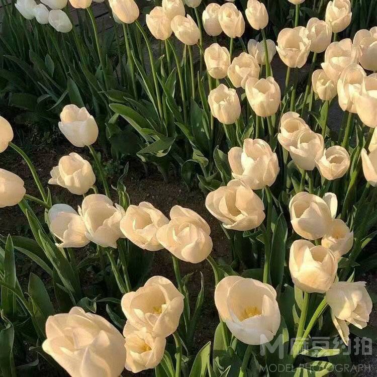 黑白模特