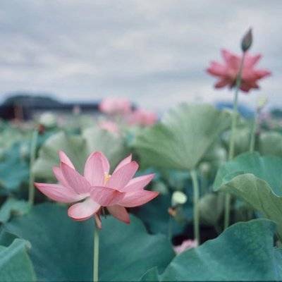 胶片模特