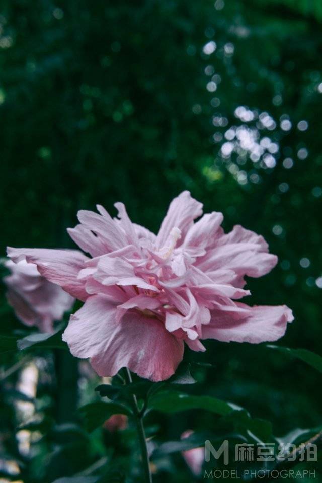 胶片模特