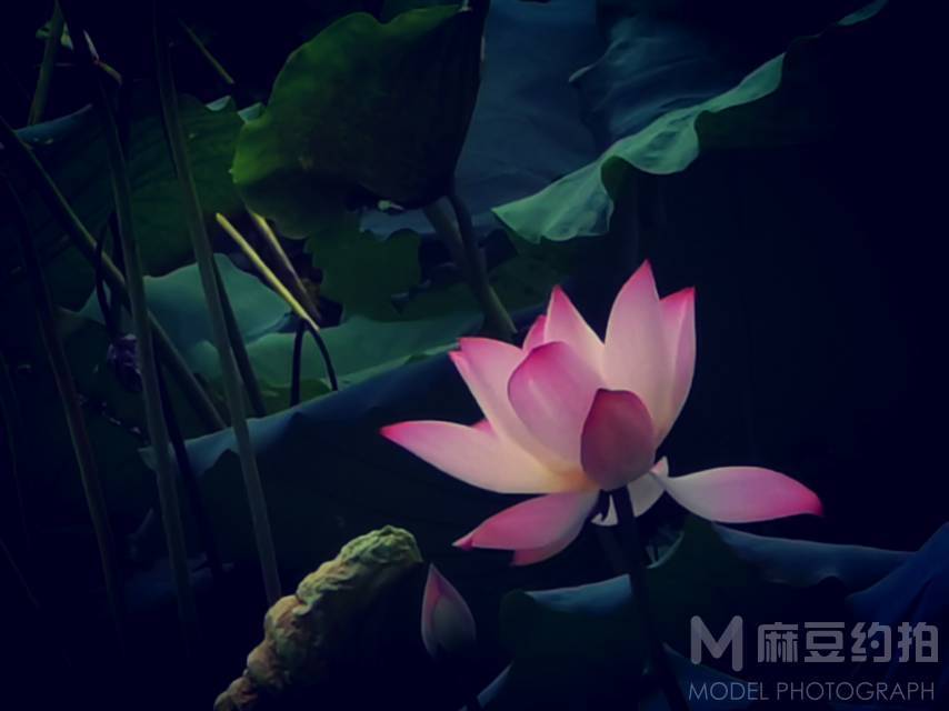黑白模特