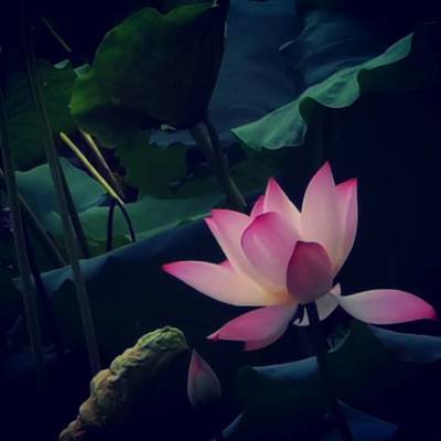 黑白模特