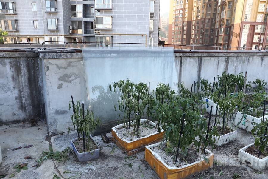 宝丽来模特