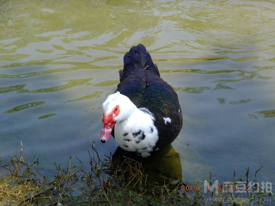 纪实模特