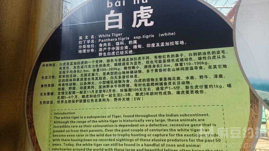孕照模特