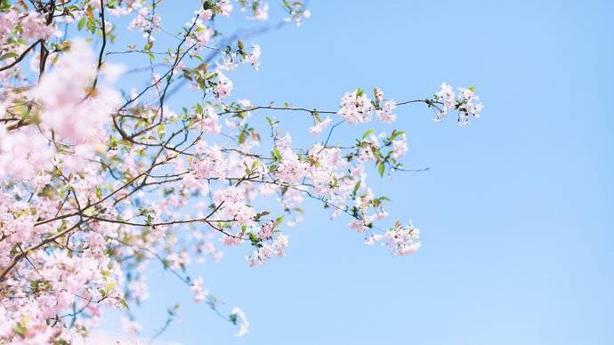 上海同济大学樱花大道