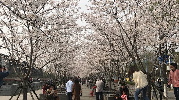 青浦樱花隧道