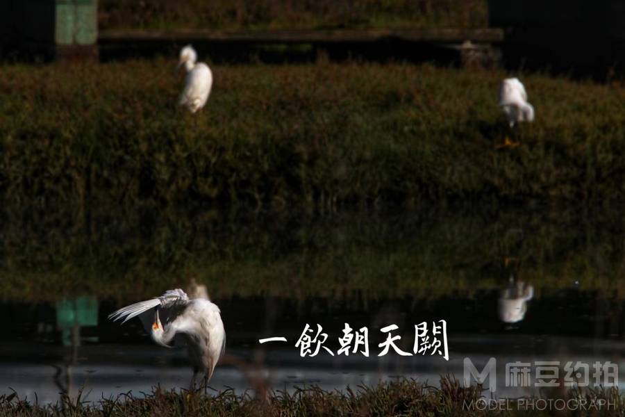 胶片模特