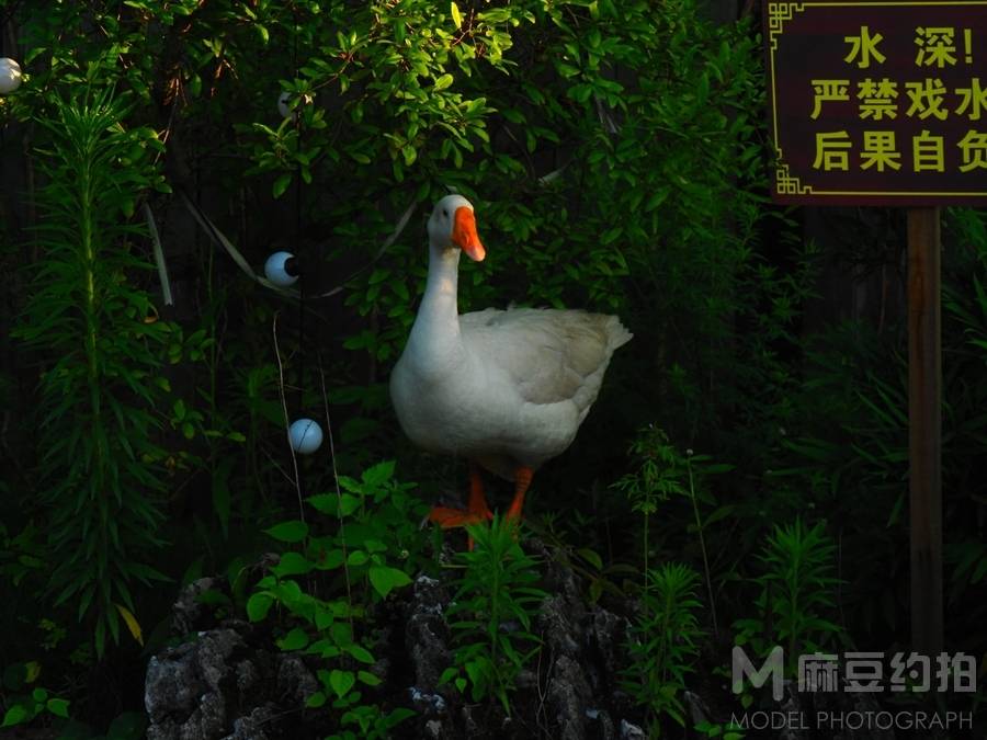 纪实模特