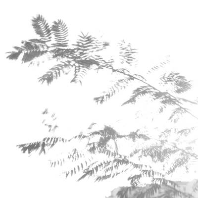 黑白模特