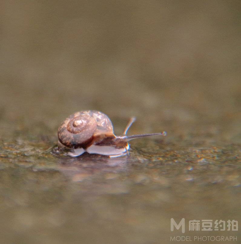 纪实模特