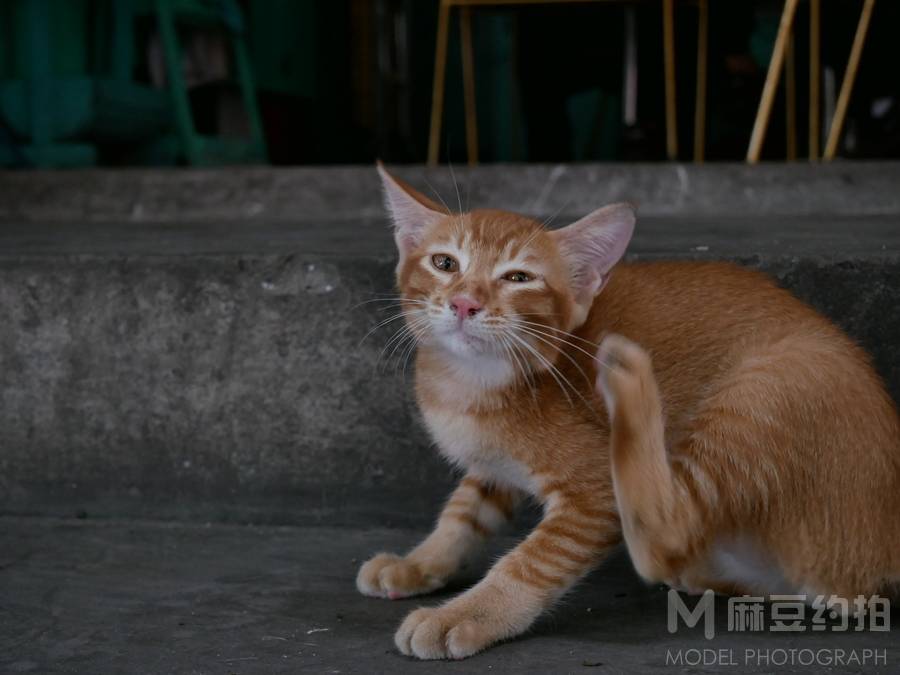 纪实模特