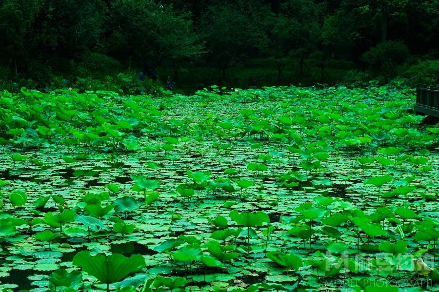 胶片模特