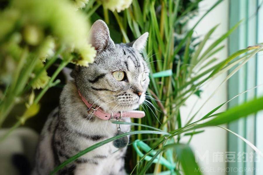 孕照模特